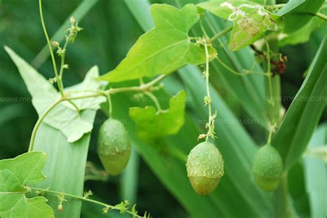 爬籐植物|藤本植物